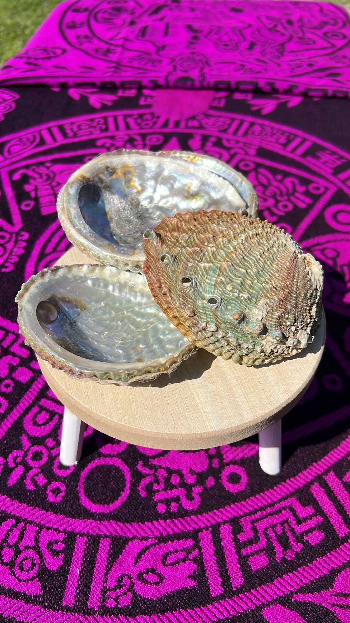 Abalone Shell (small)