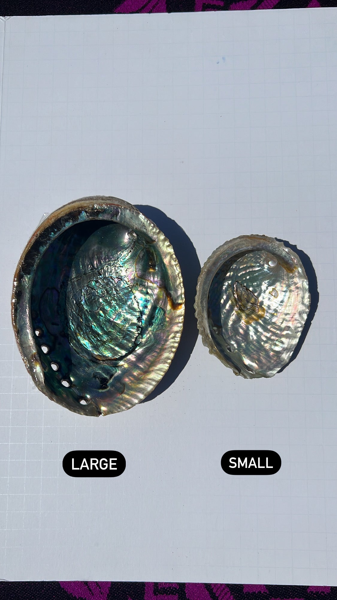 Abalone Shell (small)