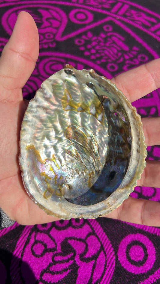 Abalone Shell (small)