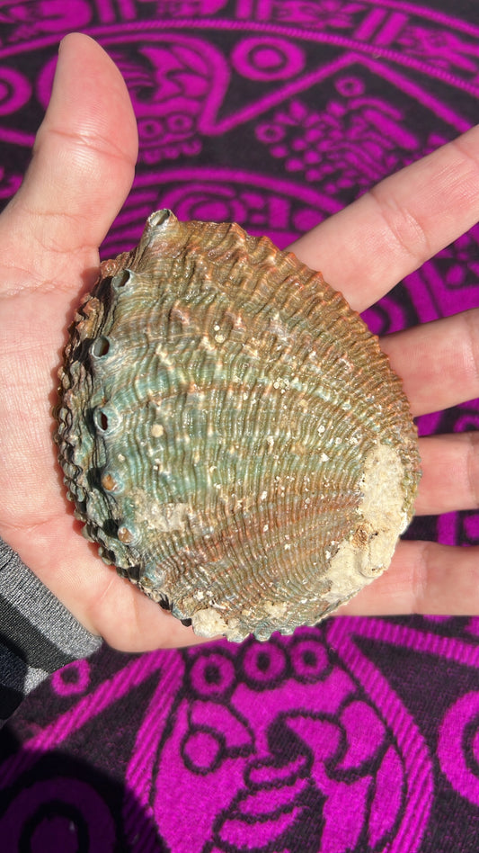 Abalone Shell (small)